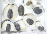 Lot: Assorted Devonian Trilobites - Pieces #80737-4